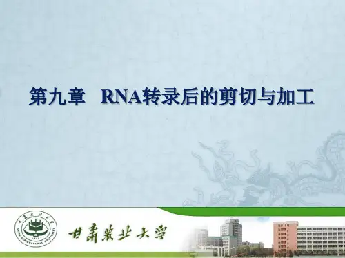 RNA转录后的剪切与加工
