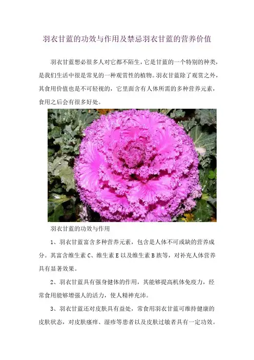 羽衣甘蓝的功效与作用及禁忌 羽衣甘蓝的营养价值