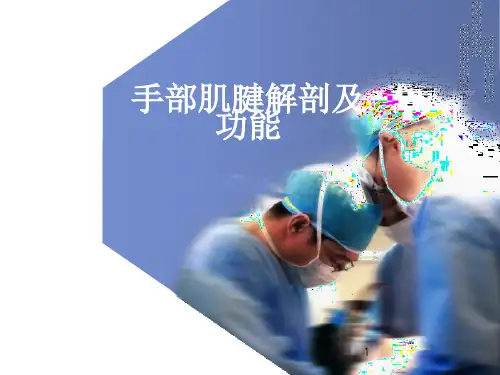 手部肌腱解剖及功能ppt课件