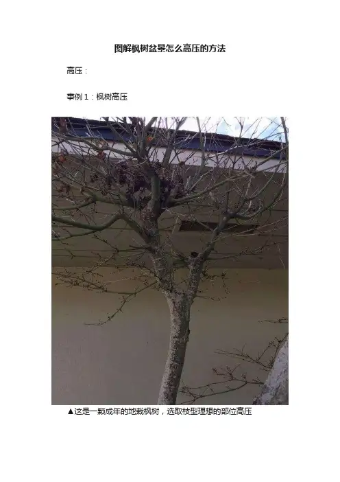 图解枫树盆景怎么高压的方法