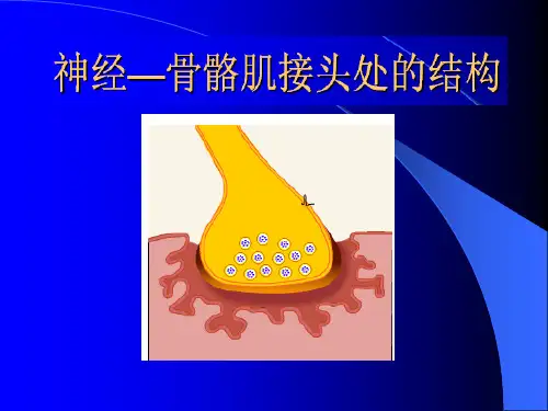 肌细胞的收缩功能PPT课件