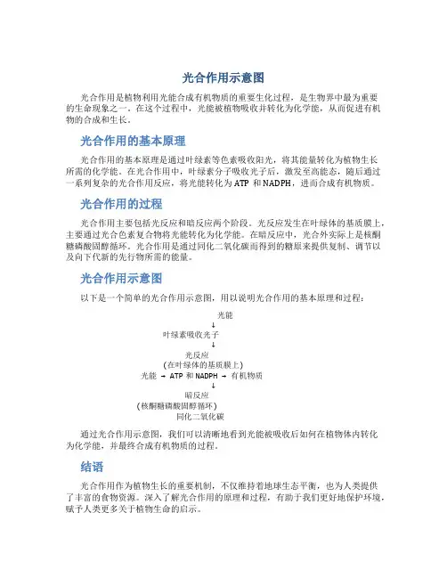 光合作用示意图