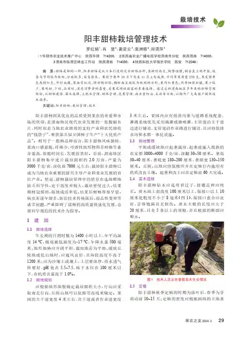 阳丰甜柿栽培管理技术