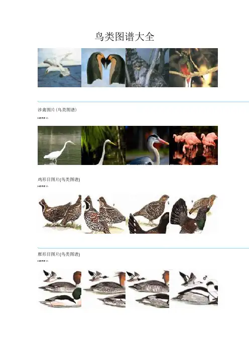 (精选)鸟类图谱大全