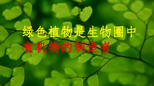 34绿色植物是生物圈中有机物的制造者--江西省南昌市第二中学七年级生物上册课件(共26张PPT)