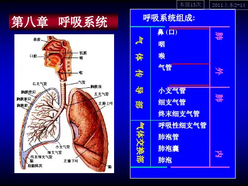 08-呼吸系统精品PPT课件