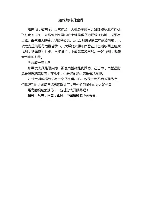 雁戏鹭鸣升金湖