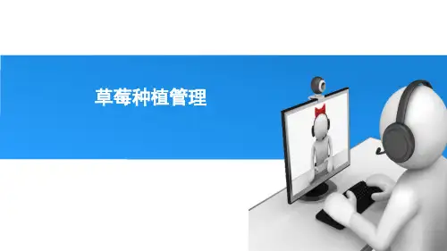草莓种植管理