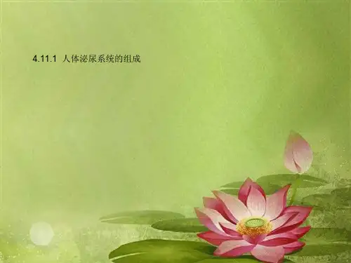 七年级生物下册人体泌尿系统的组成课件苏教版