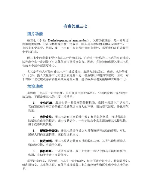 有毒的藤三七图片功能主治