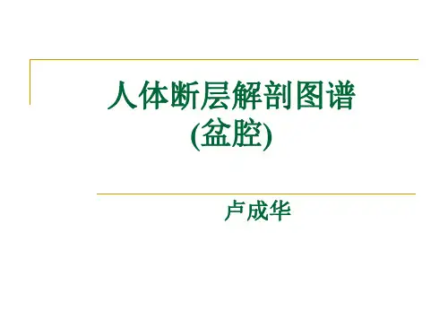 人体断层解剖图谱盆腔