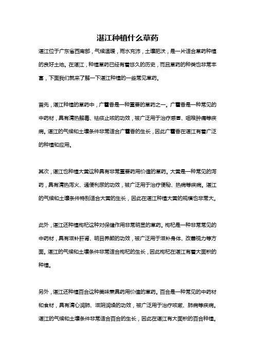 湛江种植什么草药