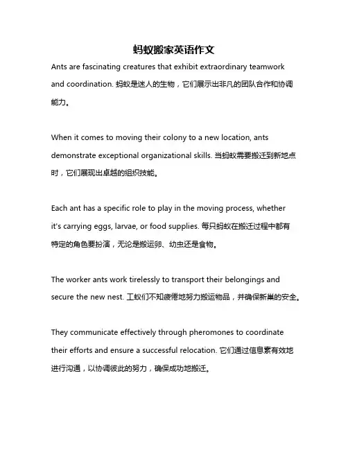 蚂蚁搬家英语作文