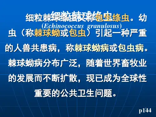 细粒棘球绦虫ppt课件