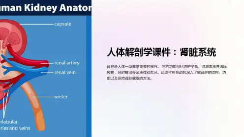 《人体解剖学课件：肾脏系统》
