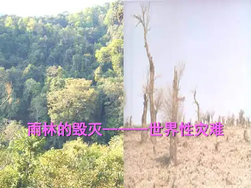 八上《雨林的毁灭——世界性灾难》  
