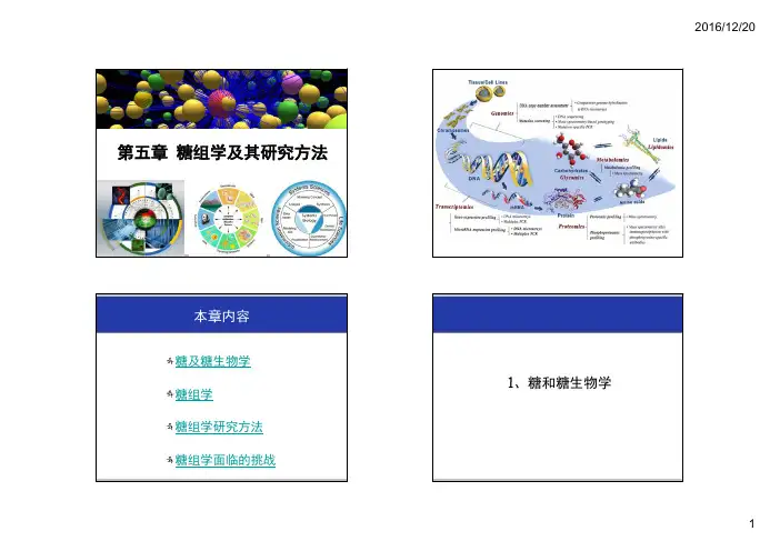 第五章 糖组学及其研究方法
