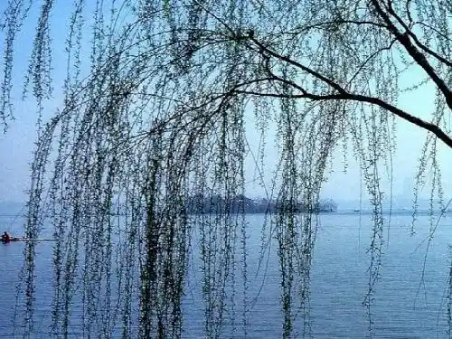 1.柳树醒了