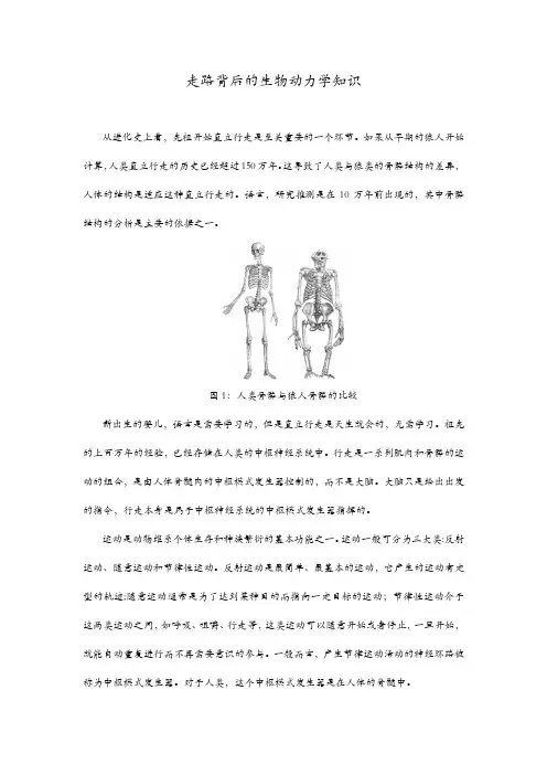 走路背后的生物动力学知识