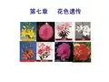 第7章 花色遗传