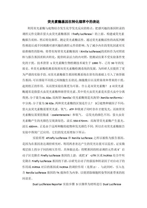 荧光素酶基因在转化烟草中的表达