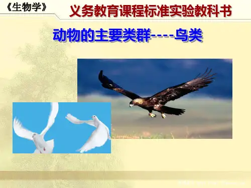 动物的主要类群——鸟类PPT课件