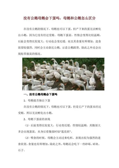 没有公鹅母鹅会下蛋吗,母鹅和公鹅怎么区分