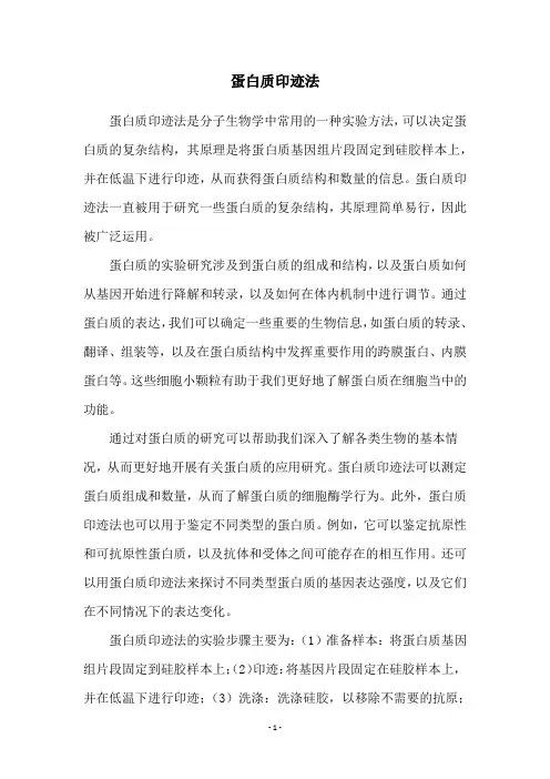 蛋白质印迹法