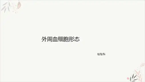 外周血细胞形态ppt-课件
