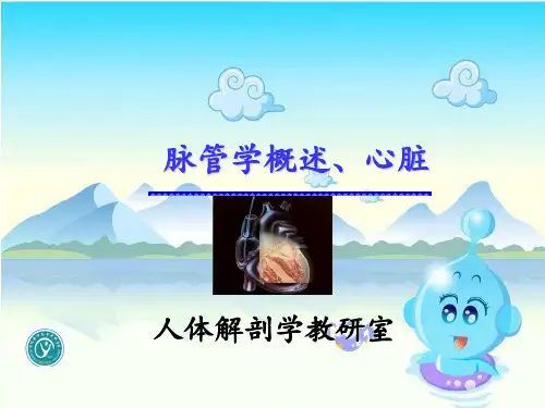 《人体解剖心脏》PPT课件