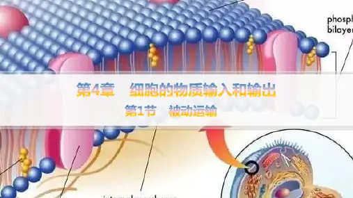 2024-2025学年高一生物必修1(配人教版)教学课件第4章第1节被动运输