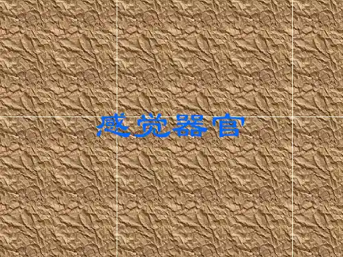 组织学与胚胎学-感觉器官09