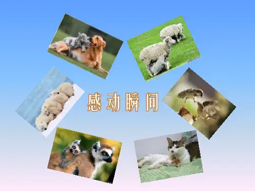 生命的壮歌PPT课件