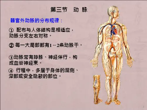 脉管系统动脉课件