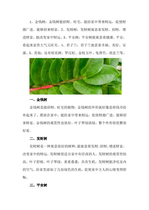 客厅最旺宅的植物