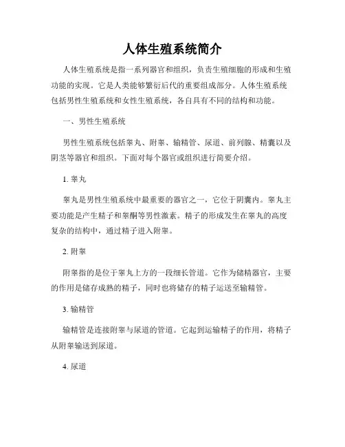 人体生殖系统简介