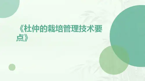 杜仲的栽培管理技术要点