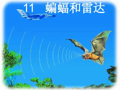 11  蝙蝠各雷达
