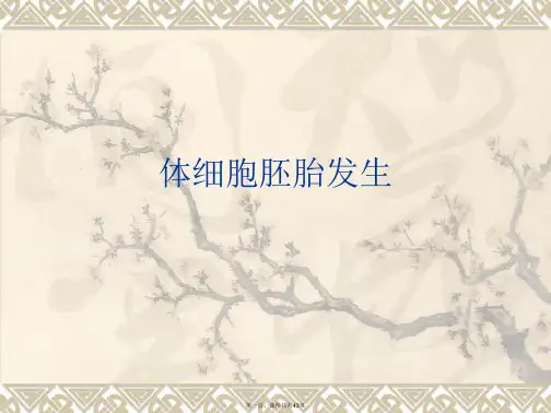 体细胞胚胎发生