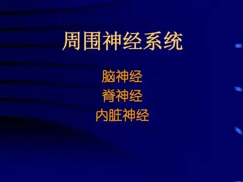 周围神经系统
