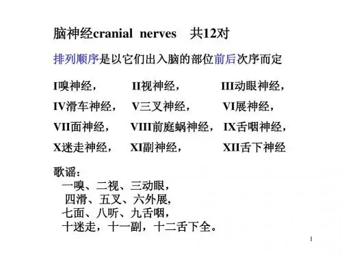脑干小脑(new)