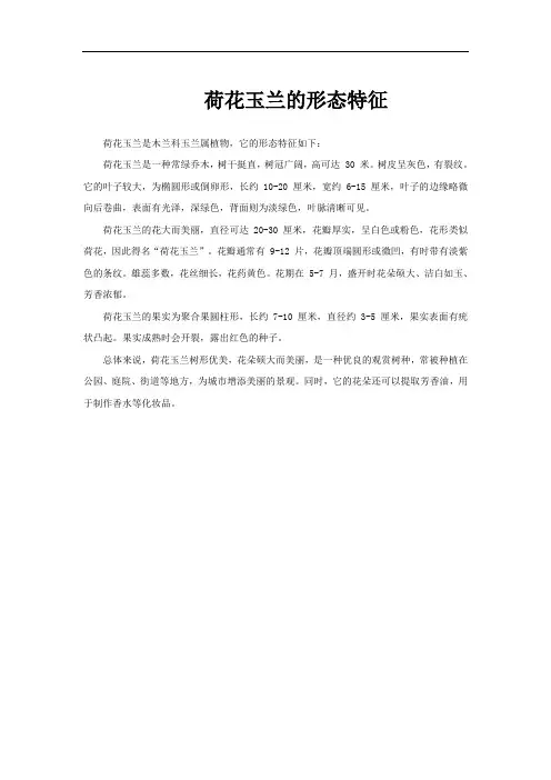 荷花玉兰的形态特征
