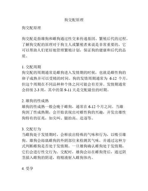 狗交配原理