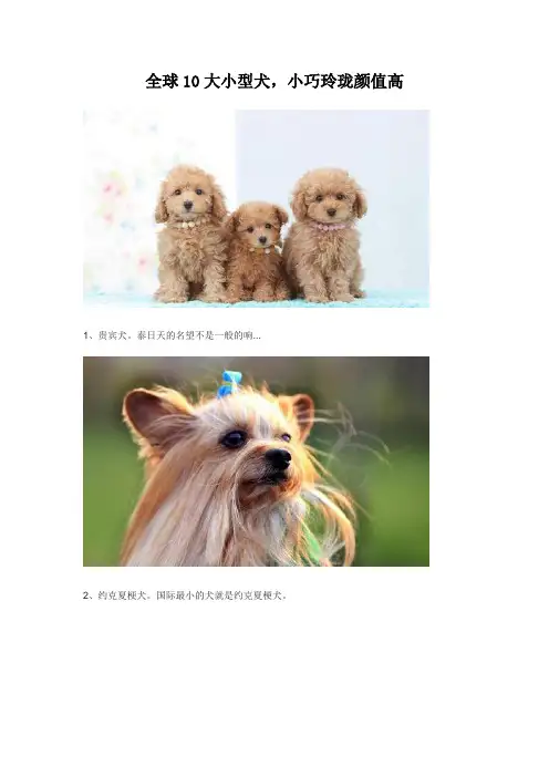狗狗的品种大全及图片 小型
