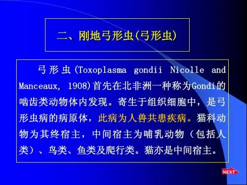 7、弓形虫