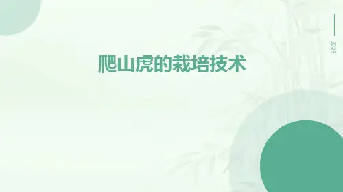 爬山虎的栽培技术
