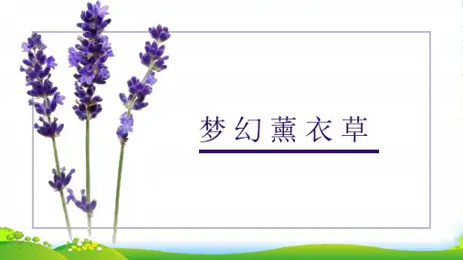 少儿《薰衣草》水粉(9-12岁)—美术课件