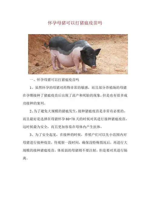 怀孕母猪可以打猪瘟疫苗吗