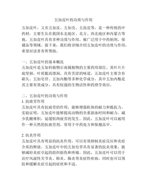 五加皮叶的功效与作用