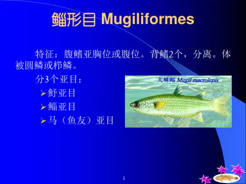 鱼类分类